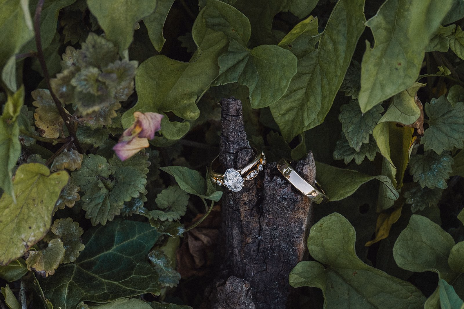 Wedding rings tied to a tree branch among green leaves